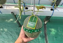 melon premium
