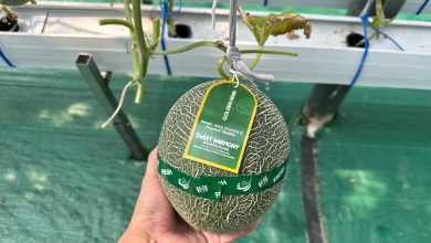 melon premium