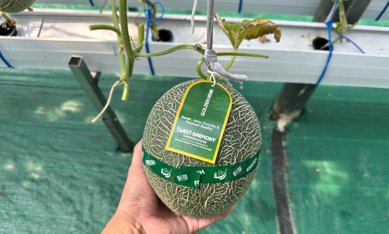 melon premium