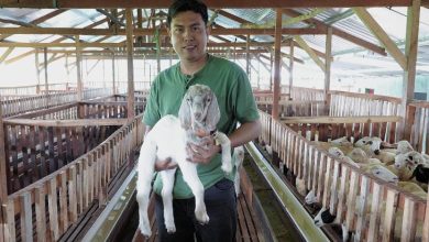 Mahasiswa TMU peternak kambing