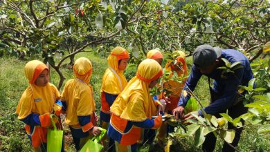 Murid kelas I SD Muhammadiyah PK Kottabarat Solo mengikuti kegiatan panen jambu saat field trip edukatif di Hortimart Agro Center.