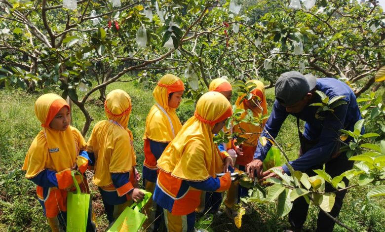 Murid kelas I SD Muhammadiyah PK Kottabarat Solo mengikuti kegiatan panen jambu saat field trip edukatif di Hortimart Agro Center.