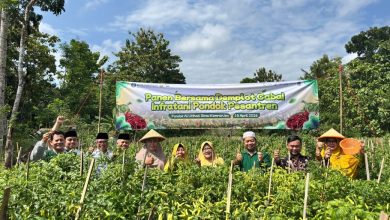 Panen perdana demplot cabai PPMTQ Al Ijtihad Sirau bersama perwakilan Bank Indonesia dan tamu undangan di lahan wakaf Muhammadiyah, Kemranjen, Banyumas, Rabu (15/4/2026).