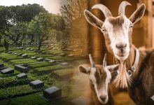 Kolase foto realistis yang menggabungkan suasana pemakaman yang asri di sisi kiri dan dua ekor kambing kurban di sisi kanan dengan efek transisi cahaya hangat.