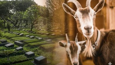 Kolase foto realistis yang menggabungkan suasana pemakaman yang asri di sisi kiri dan dua ekor kambing kurban di sisi kanan dengan efek transisi cahaya hangat.