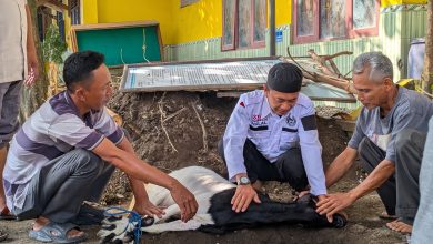 Tiga orang pria, termasuk seorang Juru Sembelih Halal, sedang menahan seekor kambing kurban di pinggir liang tanah dalam persiapan prosesi penyembelihan yang sesuai syariat.