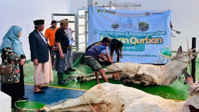 Foto Rektor UNIMUGO Prof. Dr. Sofyan Anif menyaksikan dua sapi qurban di Rumah Potong Hewan saat momen Idul Adha 2026. Di belakangnya, petugas jagal sedang mengurus satu sapi, dengan latar spanduk bertuliskan 'Pemotongan & Pentasyarufan Hewan Qurban UNIMUGO'. Alasan Editor: Alt text ini sangat deskriptif, mencakup entitas penting (UNIMUGO, Rektor), aksi (penyembelihan), dan konteks (Idul Adha), serta teks yang terbaca di spanduk. Ini akan sangat membantu Google dalam mengindeks gambar.