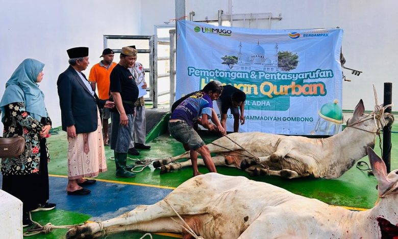 Foto Rektor UNIMUGO Prof. Dr. Sofyan Anif menyaksikan dua sapi qurban di Rumah Potong Hewan saat momen Idul Adha 2026. Di belakangnya, petugas jagal sedang mengurus satu sapi, dengan latar spanduk bertuliskan 'Pemotongan & Pentasyarufan Hewan Qurban UNIMUGO'. Alasan Editor: Alt text ini sangat deskriptif, mencakup entitas penting (UNIMUGO, Rektor), aksi (penyembelihan), dan konteks (Idul Adha), serta teks yang terbaca di spanduk. Ini akan sangat membantu Google dalam mengindeks gambar.