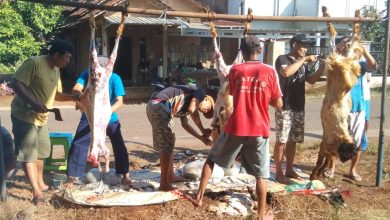 Sekelompok warga di Desa Dermolo, Jepara, bergotong-royong menguliti dan membersihkan karkas hewan kurban yang digantung pada tiang bambu saat perayaan Iduladha 1447 H. Gambar menunjukkan aktivitas penyembelihan kurban di pinggir jalan dengan latar belakang perumahan warga.
