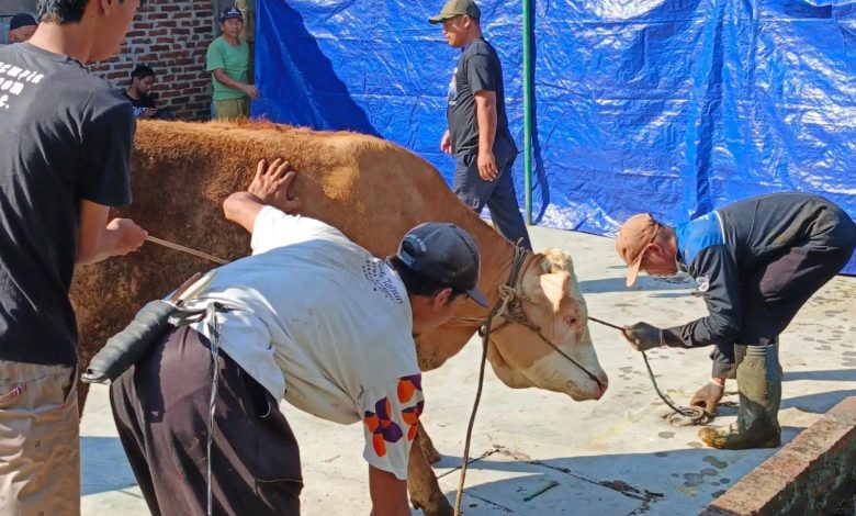 Panitia PRM Bolang bekerja sama mengikat dan menenangkan seekor sapi jantan berbulu cokelat sebelum proses penyembelihan pada momen perayaan Idul Adha 1447 H di Lapangan Johar, Kranggan.