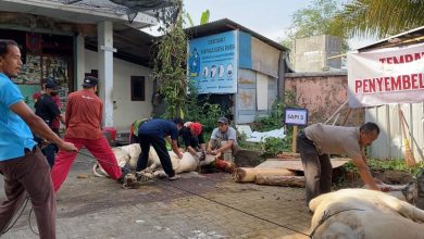 Proses penyembelihan hewan kurban di Sekretariat Mapala Surya Rimba UMPWR Purworejo. Tampak beberapa orang memegangi sapi yang akan disembelih.
