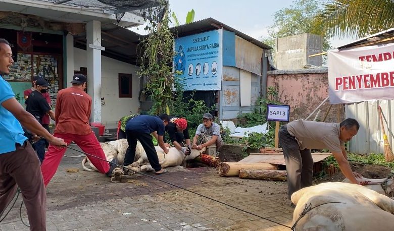 Proses penyembelihan hewan kurban di Sekretariat Mapala Surya Rimba UMPWR Purworejo. Tampak beberapa orang memegangi sapi yang akan disembelih.