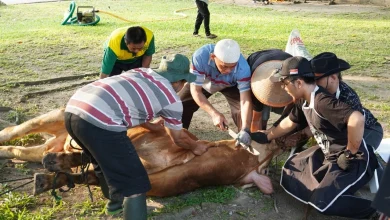 Suasana prosesi penyembelihan sapi saat kegiatan kurban di kampus UMS oleh panitia gabungan dan mahasiswa di lapangan terbuka.