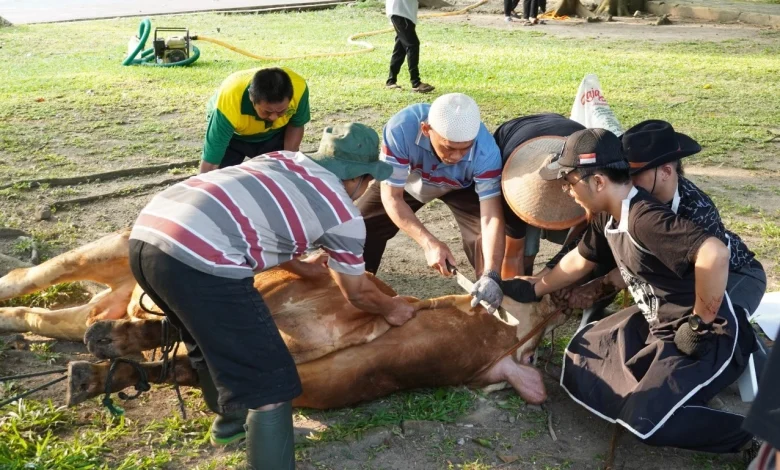 Suasana prosesi penyembelihan sapi saat kegiatan kurban di kampus UMS oleh panitia gabungan dan mahasiswa di lapangan terbuka.