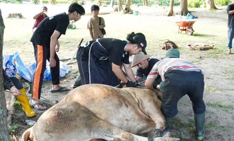 Sekelompok orang, termasuk mahasiswa Universitas Muhammadiyah Surakarta (UMS) Faris (kemeja hitam, apron, sarung tangan hitam), membantu mengendalikan sapi kurban coklat besar yang sudah direbahkan di lapangan berumput untuk persiapan penyembelihan. Beberapa orang memegangi kaki dan tubuh sapi, sementara yang lain memperhatikan. Ada pohon dan orang lain di latar belakang.