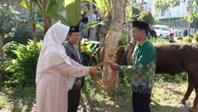 Rektor UNIMMA Dr Lilik Andriyani menyerahkan tali pengikat sapi kurban secara simbolis kepada perwakilan warga di Kecamatan Pakis Magelang.
