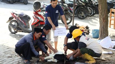 Panitia kurban dan jemaah menyembelih seekor kambing kurban di lingkungan sekolah SD Muh PK Banyudono