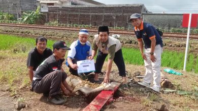 Lima orang pria sedang mendokumentasikan proses penyembelihan hewan kurban di dekat area persawahan dan jalur kereta api, salah satunya memegang papan nama penerima kurban bernama Sudarno.