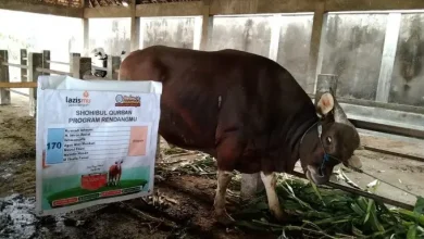 Sapi kurban cokelat berukuran besar siap disembelih bersanding dengan spanduk Lazismu Jawa Tengah bertuliskan daftar nama Shohibul Qurban untuk Program Rendangmu.