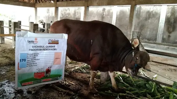 Sapi kurban cokelat berukuran besar siap disembelih bersanding dengan spanduk Lazismu Jawa Tengah bertuliskan daftar nama Shohibul Qurban untuk Program Rendangmu.