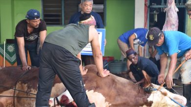 Panitia kurban PWM Jawa Tengah melakukan penyembelihan hewan kurban sumbangan Presiden di Masjid Takwa Al-Mukaromah, Semarang.