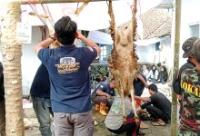 Aktivitas gotong royong warga dan anggota Kokam saat menguliti hewan kurban Idul Adha.