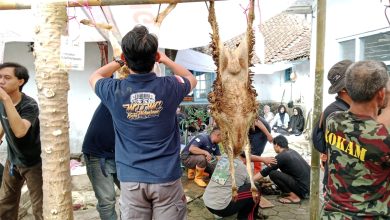 Aktivitas gotong royong warga dan anggota Kokam saat menguliti hewan kurban Idul Adha.