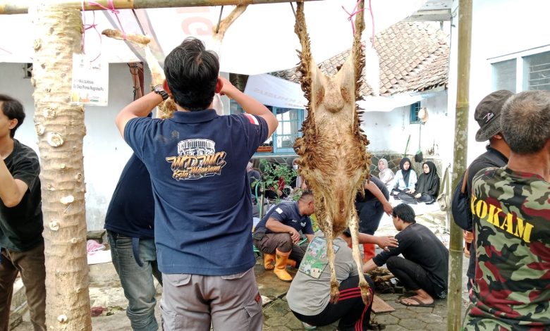 Aktivitas gotong royong warga dan anggota Kokam saat menguliti hewan kurban Idul Adha.