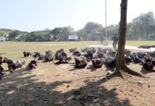 Puluhan mahasiswa PPG Unimus berpakaian hitam sedang melakukan latihan merayap di tanah berdebu di Lapangan Tembak Kodam IV/Diponegoro. Di latar belakang, tampak area lapangan rumput yang luas, tiang bendera, spanduk bertuliskan 'BELA NEGARA', serta instruktur TNI yang mengawasi jalannya latihan.
