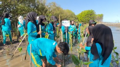 Mahasiswa UNISA Yogyakarta menanam bibit mangrove di Pantai Baros, Bantul, sebagai bagian dari Project Fikih Hijau.