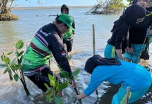 Mahasiswa UNISA Yogyakarta melakukan aksi pelestarian ekosistem mangrove dengan menanam bibit pohon di Pantai Baros untuk mencegah abrasi.
