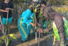 Mahasiswa UNISA Yogyakarta sedang menanam bibit pohon mangrove di area lumpur Pantai Baros sebagai aksi nyata Project Fikih Hijau.