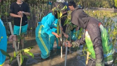 Mahasiswa UNISA Yogyakarta sedang menanam bibit pohon mangrove di area lumpur Pantai Baros sebagai aksi nyata Project Fikih Hijau.