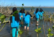 Mahasiswa UNISA Yogyakarta melakukan penanaman bibit mangrove di Pantai Baros sebagai aksi Fikih Hijau.