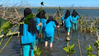 Mahasiswa UNISA Yogyakarta melakukan penanaman bibit mangrove di Pantai Baros sebagai aksi Fikih Hijau.