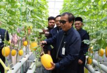 Rektor Prof Masrukhi Melakukan Panen Melon Impor Perdana di Agrowisata UNIMUS Farm