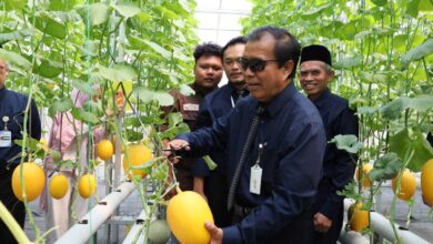 Rektor Prof Masrukhi Melakukan Panen Melon Impor Perdana di Agrowisata UNIMUS Farm