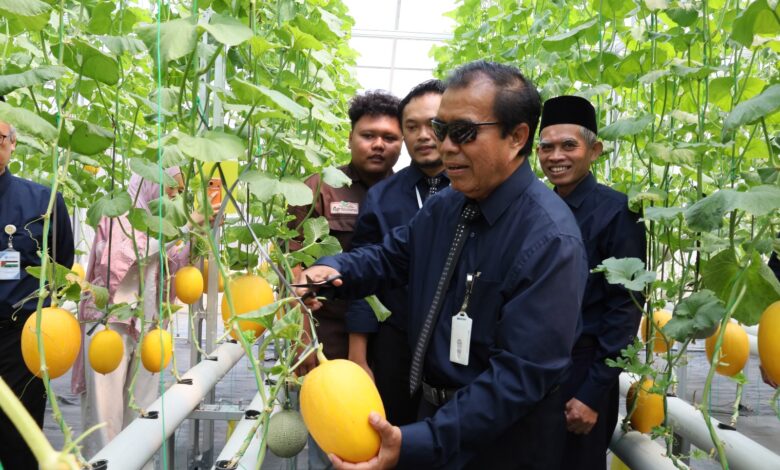 Rektor Prof Masrukhi Melakukan Panen Melon Impor Perdana di Agrowisata UNIMUS Farm