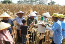 Suasana panen raya jagung Muhammadiyah Pekalongan yang dihadiri pimpinan dan petani JATAM di lahan Kedungwuni.