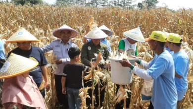 Suasana panen raya jagung Muhammadiyah Pekalongan yang dihadiri pimpinan dan petani JATAM di lahan Kedungwuni.