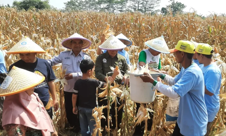 Suasana panen raya jagung Muhammadiyah Pekalongan yang dihadiri pimpinan dan petani JATAM di lahan Kedungwuni.
