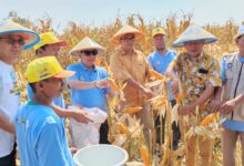 Sekelompok pria mengenakan topi petani sedang melakukan panen jagung di ladang yang kering dan siap panen.