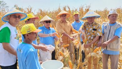 Sekelompok pria mengenakan topi petani sedang melakukan panen jagung di ladang yang kering dan siap panen.