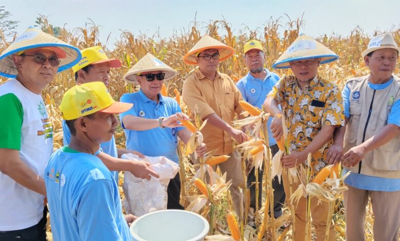 Sekelompok pria mengenakan topi petani sedang melakukan panen jagung di ladang yang kering dan siap panen.