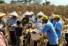 Seorang anak kecil ikut membantu para petani dewasa memanen jagung di ladang, menciptakan suasana panen yang edukatif dan inklusif.