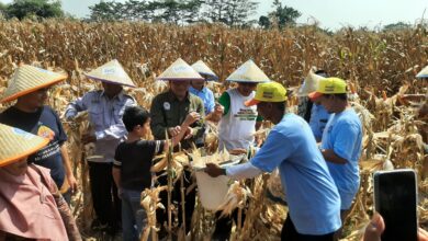 Seorang anak kecil ikut membantu para petani dewasa memanen jagung di ladang, menciptakan suasana panen yang edukatif dan inklusif.