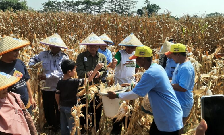 Seorang anak kecil ikut membantu para petani dewasa memanen jagung di ladang, menciptakan suasana panen yang edukatif dan inklusif.