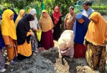 Praktik penanaman bibit tanaman obat keluarga oleh warga KWT dan PKK Desa Potronayan bersama tim pengabdi Farmasi UMS Boyolali