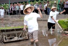KH Tafsir menanam padi di sawah Klaten menggunakan mesin transplanter dalam peluncuran program pertanian berkelanjutan Rojolele Reborn.