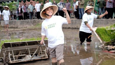 KH Tafsir menanam padi di sawah Klaten menggunakan mesin transplanter dalam peluncuran program pertanian berkelanjutan Rojolele Reborn.